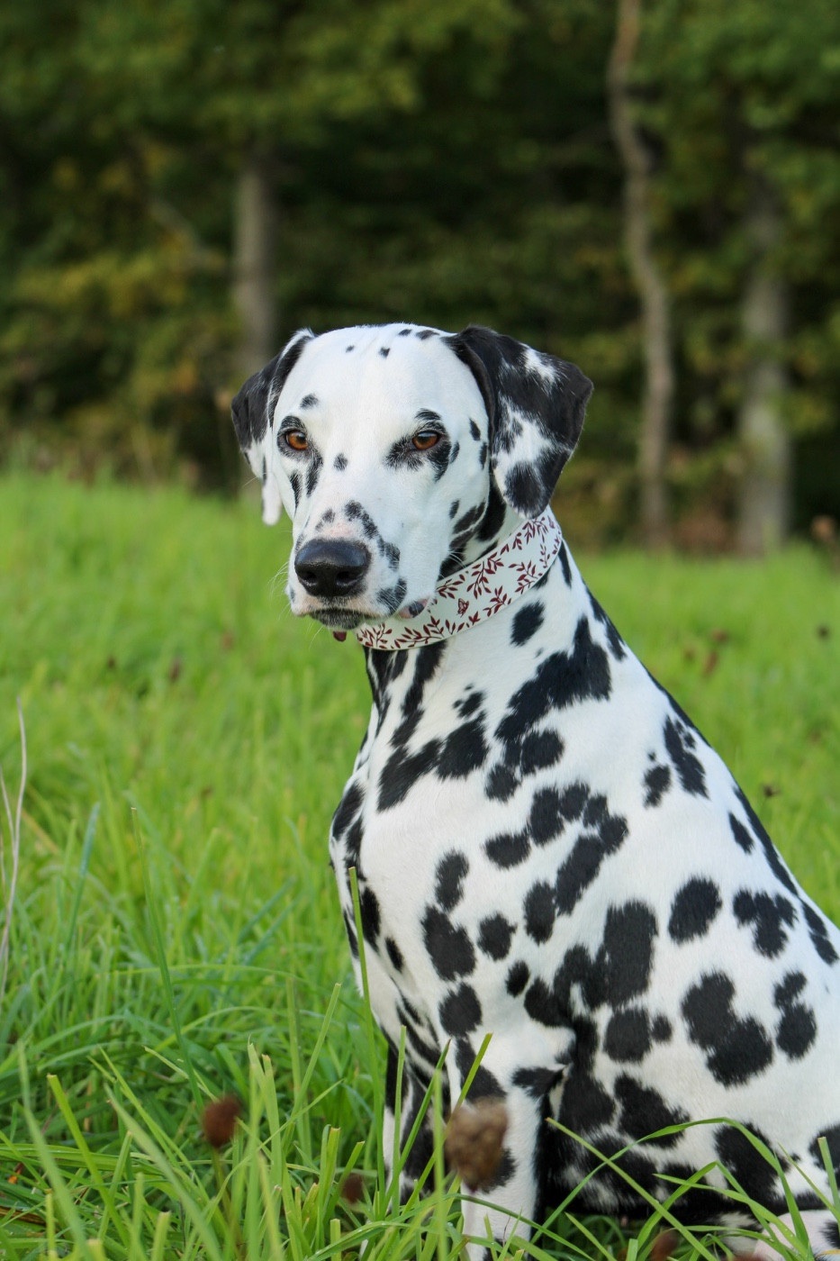 Voona De Douce Etoile Flora